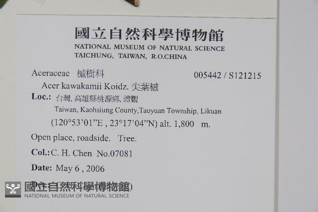 尖葉槭藏品圖，第2張