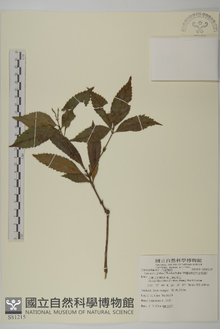 草珊瑚、紅果金粟蘭藏品圖，第1張