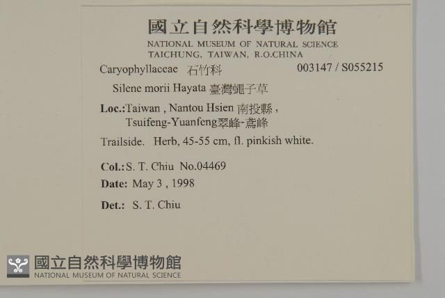 臺灣蠅子草藏品圖，第2張