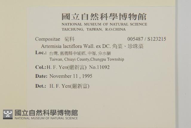 角菜、珍珠菜藏品圖，第2張