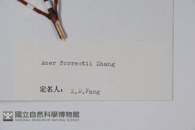 麗江槭藏品圖，第2張