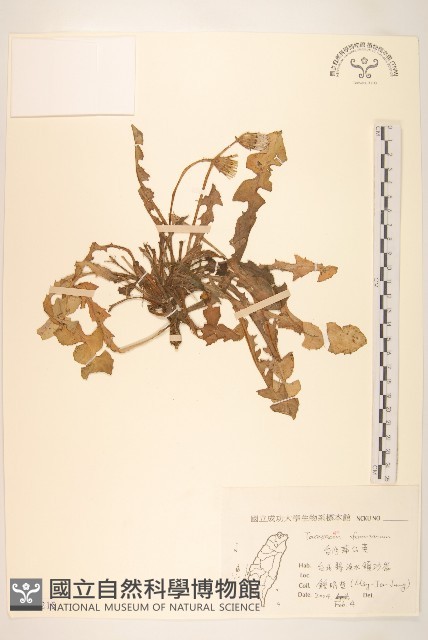 臺灣蒲公英藏品圖，第1張