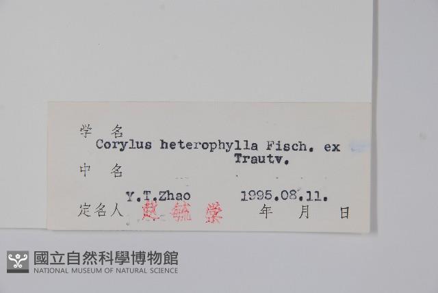 榛樹藏品圖，第2張