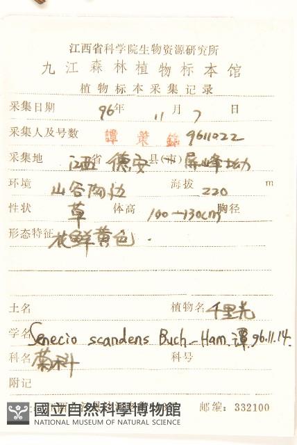 蔓黃菀藏品圖，第2張