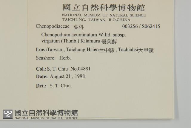 變葉藜藏品圖，第2張