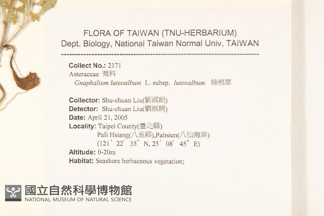 絲綿草藏品圖，第2張