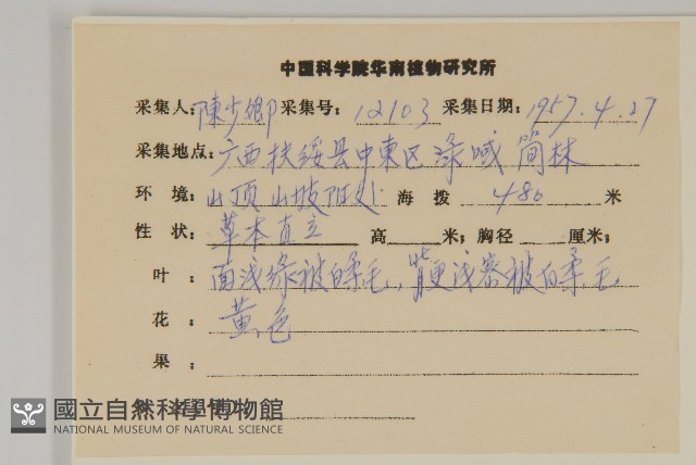 擬毛氈草藏品圖，第2張