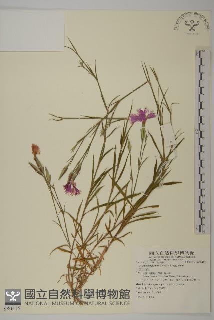 玉山石竹藏品圖，第1張