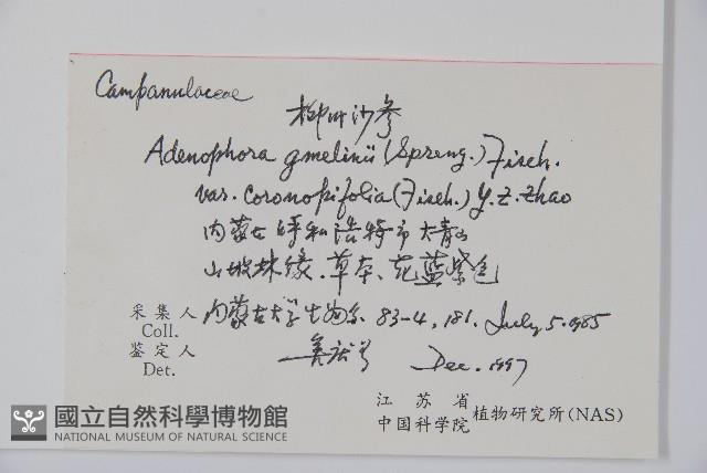 柳葉沙參藏品圖，第2張