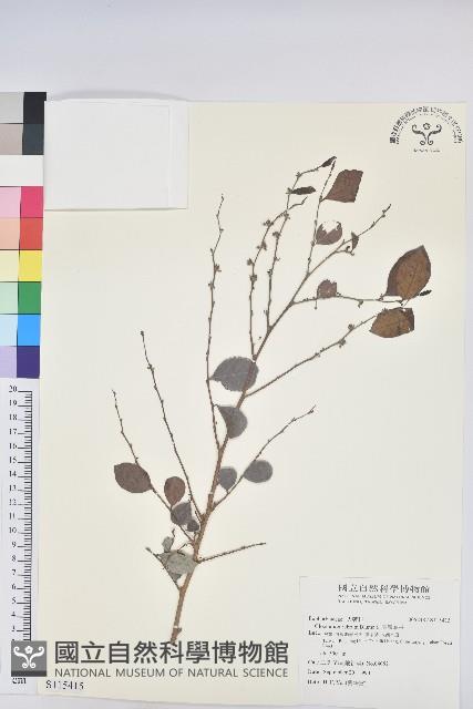 細葉饅頭果藏品圖，第1張