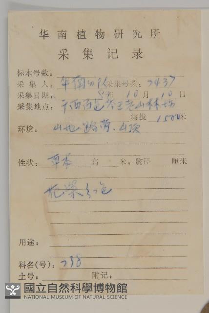 小葉一點紅藏品圖，第2張