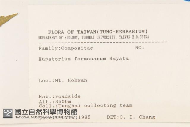 臺灣澤蘭藏品圖，第2張