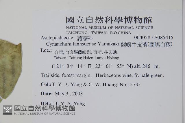 蘭嶼牛皮消、蘭嶼白薇藏品圖，第2張