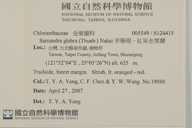 草珊瑚、紅果金粟蘭藏品圖，第2張