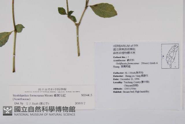 臺灣馬藍藏品圖，第2張