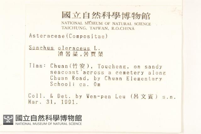 苦滇菜、苦菜藏品圖，第2張