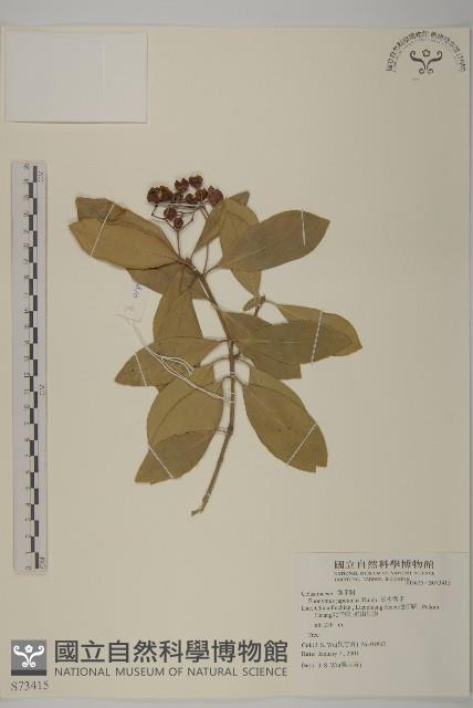 日本衛矛, 大葉黃楊藏品圖，第1張