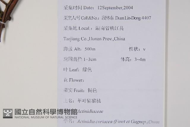 革葉獼猴桃藏品圖，第2張