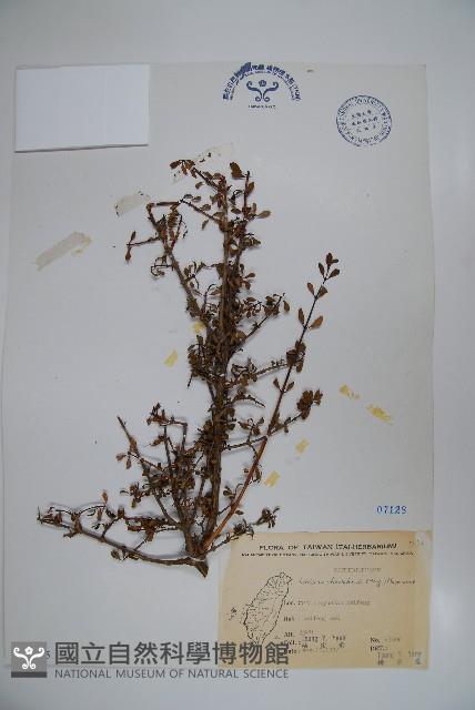 川上氏忍冬藏品圖，第1張