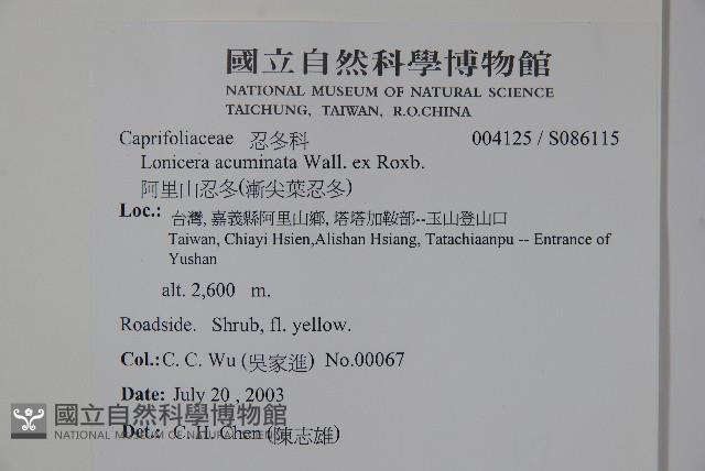 阿里山忍冬、漸尖葉忍冬藏品圖，第2張