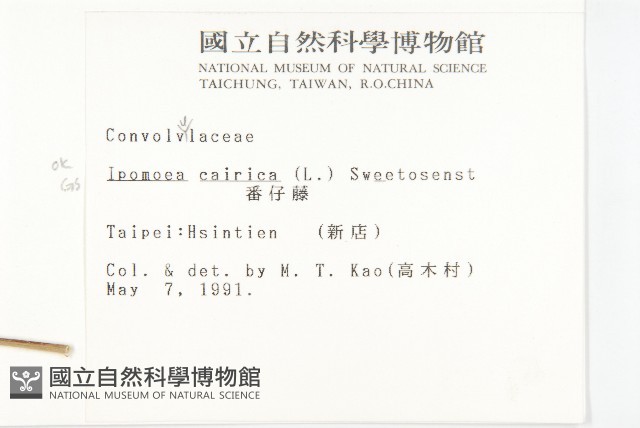 番仔藤藏品圖，第2張