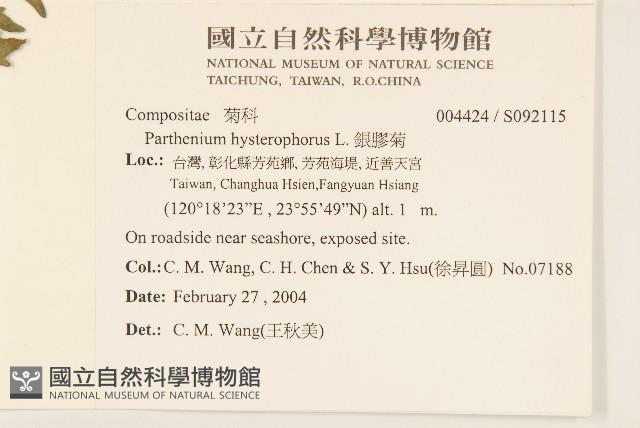 銀膠菊藏品圖，第2張