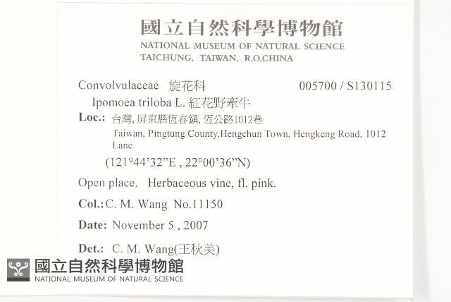 紅花野牽牛藏品圖，第2張