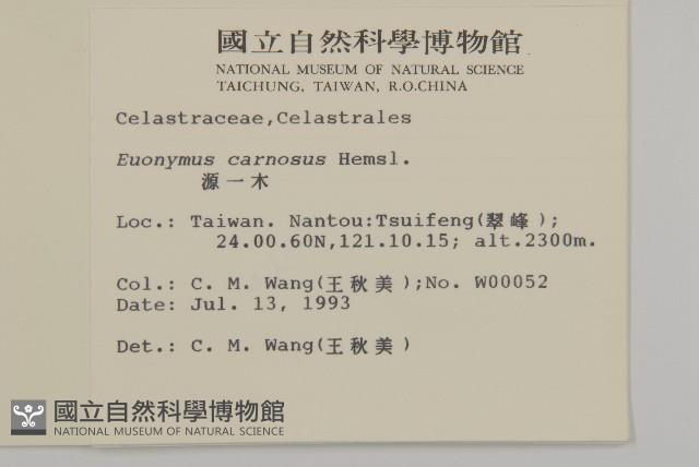 厚葉衛矛, 源一木藏品圖，第2張