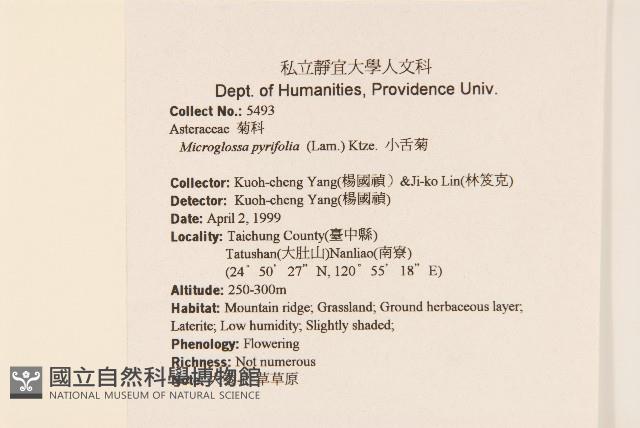 小舌菊、蔓綿菜藏品圖，第2張