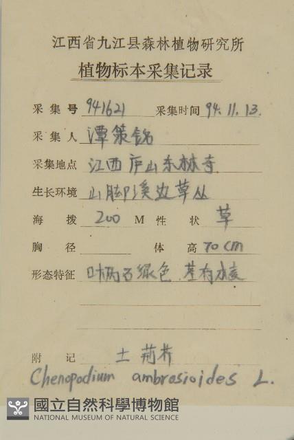 臭杏、土荊芥藏品圖，第2張