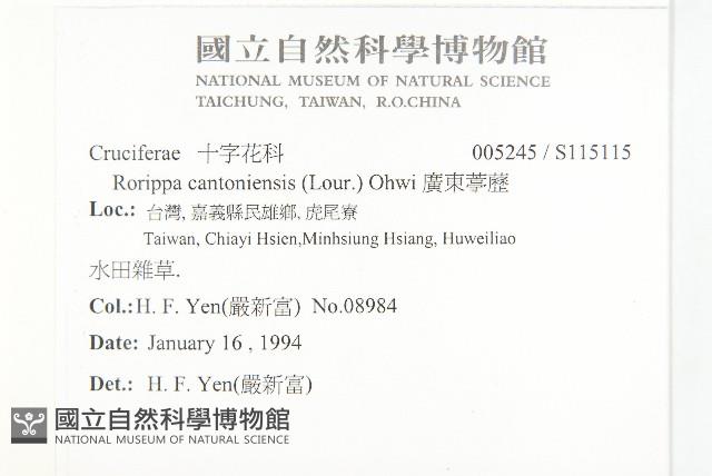 廣東葶藶藏品圖，第2張