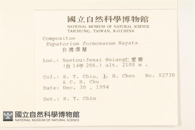 臺灣澤蘭藏品圖，第2張