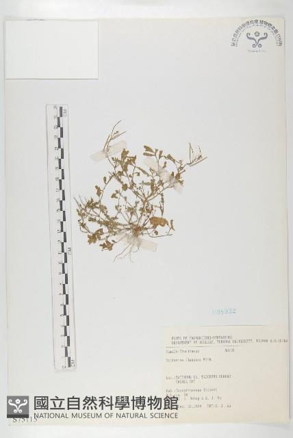 焊菜藏品圖，第1張