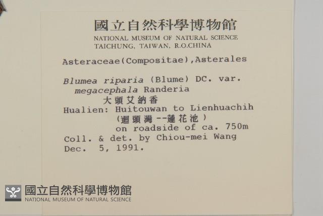 大頭艾納香藏品圖，第2張