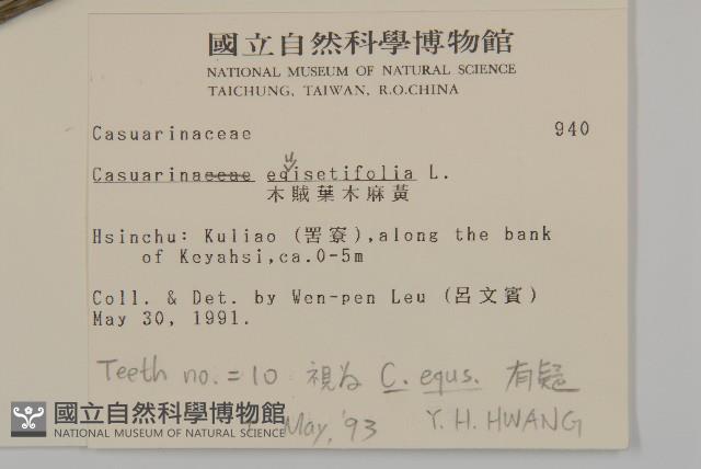 木麻黃藏品圖，第2張