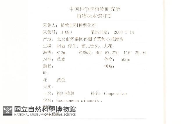 桃葉鴉蔥藏品圖，第2張