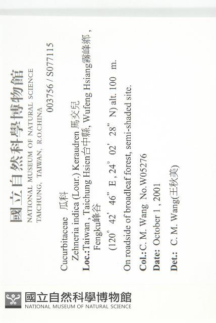 馬交兒藏品圖，第2張