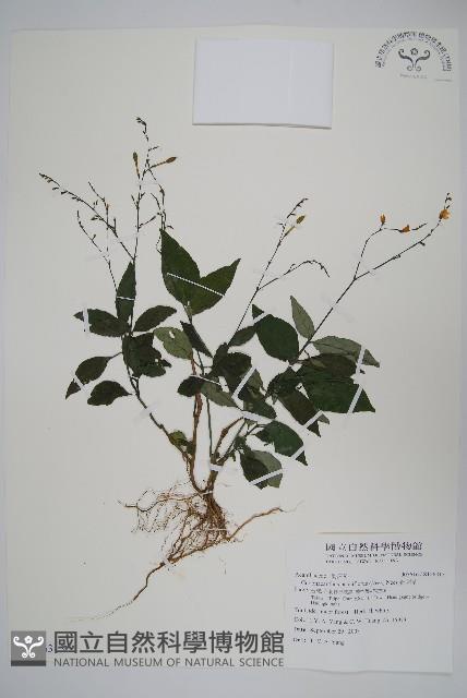 針刺草藏品圖，第1張