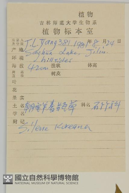 朝鮮麥瓶草藏品圖，第2張