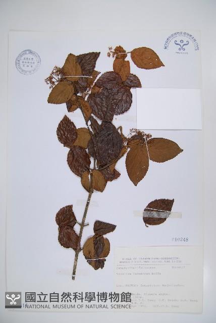 呂宋莢迷藏品圖，第1張