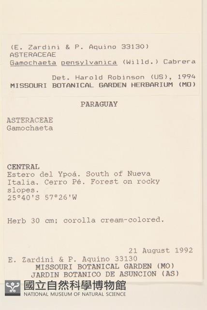 匙葉鼠麴草藏品圖，第2張