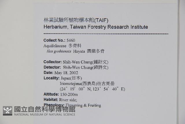 圓葉冬青藏品圖，第2張
