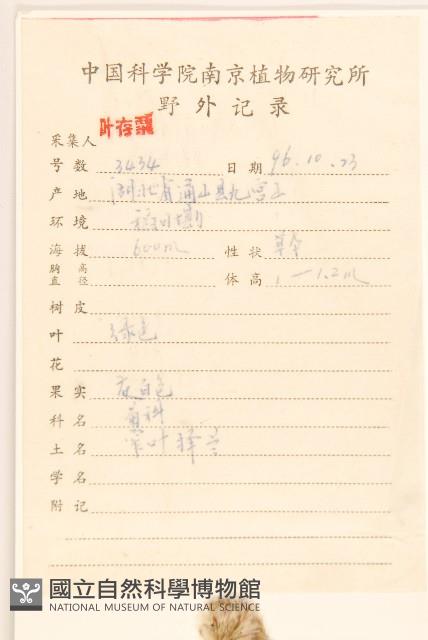 佩蘭、澤蘭藏品圖，第2張