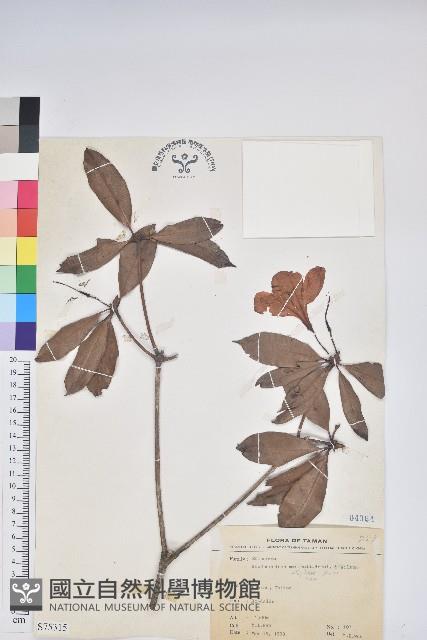 西施花、青紫木藏品圖，第1張