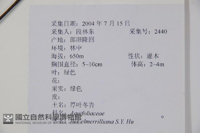 厚葉冬青藏品圖，第2張