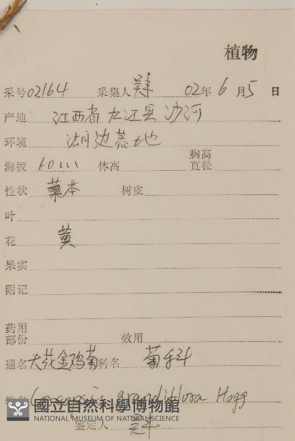 大花金雞菊藏品圖，第2張