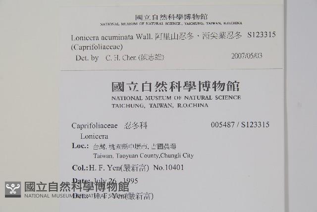 阿里山忍冬、漸尖葉忍冬藏品圖，第2張