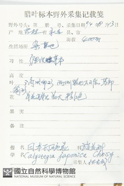 日本打碗花藏品圖，第2張