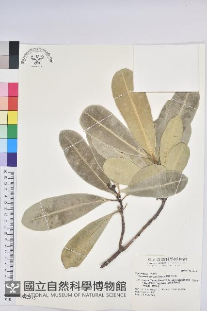 蘭嶼土沉香藏品圖，第1張