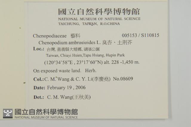 臭杏、土荊芥藏品圖，第2張